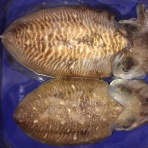 ホシガメ釣り日記