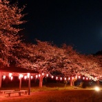 トリと自転車と私