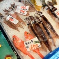 【やっぱ鮮度ぱねー】函館 坂井鮮魚店の真イカ&ヤリイカあったど