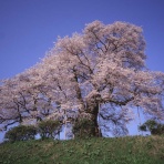 マ～君の雑記帳