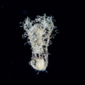 5月21日 刺激的な水中生物