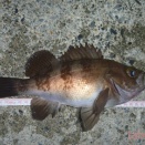 牡鹿メバル 20cm前後が14匹最大27cm、巨大イワシ(25cm前後)爆釣