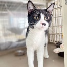 里親さんを待ってる猫たち(3/11)