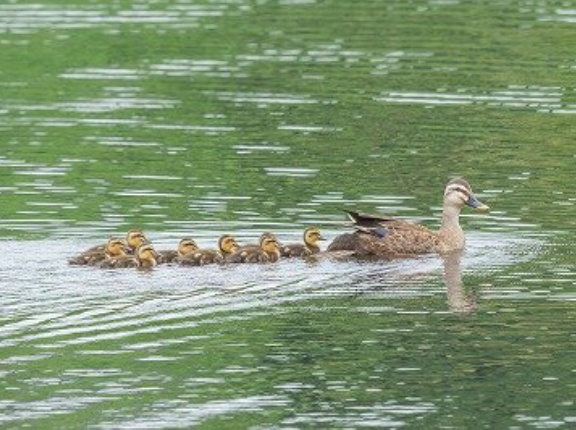 2026年7月4日の野鳥公園