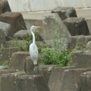 コシアカツバメ