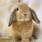 RABBIT COTTON