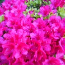 ご近所散歩は9年目　SEASON 9- 17