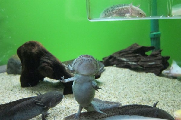 ムギムギムギ日記 しながわ水族館