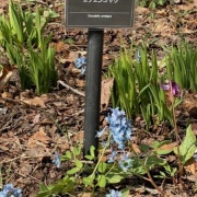 北海道の広大な公園のエゾエンゴサクの花畑