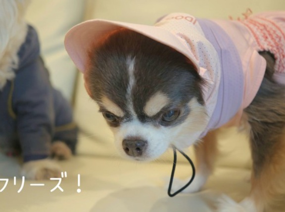 【スヌード徹底レビュー】黒い犬の暑さ対策に効果あり？チワワとウエスティで試してみた