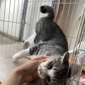 馴れ猫だけど・・・問題児だいずくんのご紹介