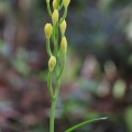 県央某所山麓で花探し