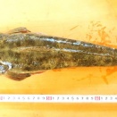 国東の食環境（471）コチとカワハギ