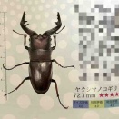 ヤクシマノコギリクワガタ 羽化個体紹介 2025年  (飼育レコード獲得)