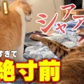宿題中に愛猫が大ゲンカ！？子どもと猫のギャップに驚愕！