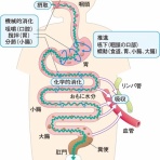 山内流セラピスト＆コンディショニングトレーナー小林さくらのブログ〜エッセンシャルトーク〜