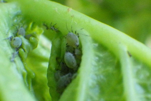 野菜作り失敗の傾向と対策 コリアンダー