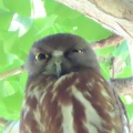 2026天然記念物大銀杏でアオバズクを撮る5🦉📸（足利市鑁阿寺）