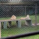 ウチの猫見てよ