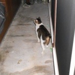 おっちゃんの気まぐれサラダ。