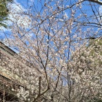 野球、時々マスコット。