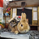 1月25日のグルーミングフォト