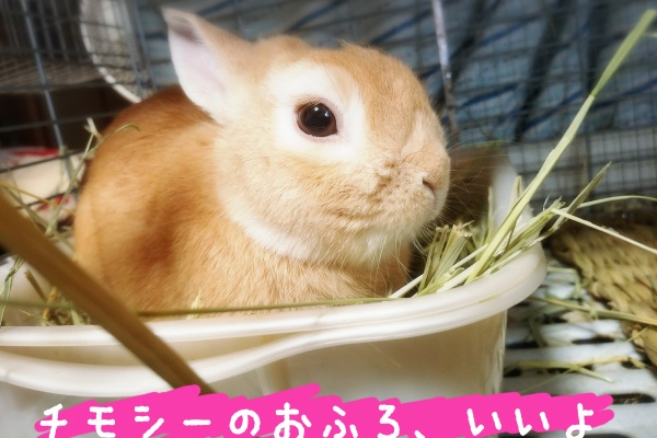 ラルフとアリス