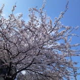 『藤沢の桜と４発ジェット。』の画像