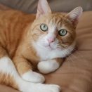 戻る猫。