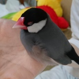 うちの文鳥が可愛いから見てくれ！