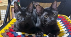 黒猫ちびーずとか