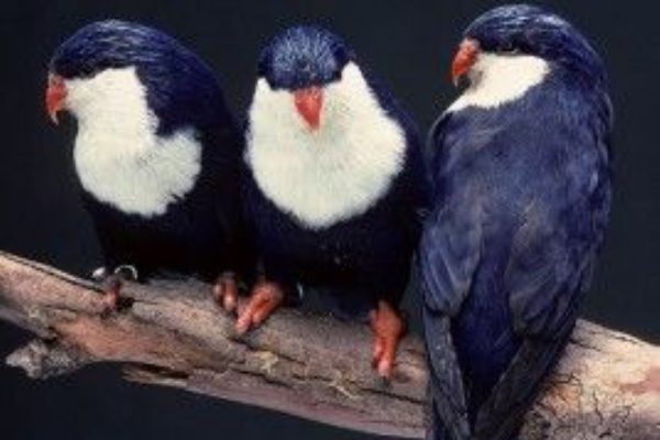 タヒチアン 新曲 ポーマイフラスタジオ