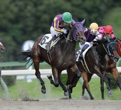 先週の地方競馬での優勝馬紹介！！