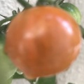 支払いました。