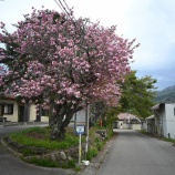 『花ごよみと野菜類の植え付け (MEMO)』の画像