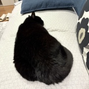 追いかけっこは普通じゃいられない