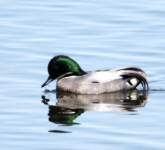 在庫から、印旛沼で撮影した、ヨシガモをアップしました。