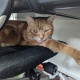 猫に監禁されてる