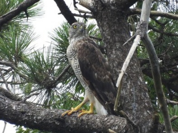 2026年7月24日の野鳥公園