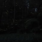 『投稿：横浜のゲンジボタルとヘイケボタル　2024/06/19』の画像