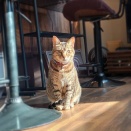 頭おもーーーー💦と、ジンベエザメ作りました。