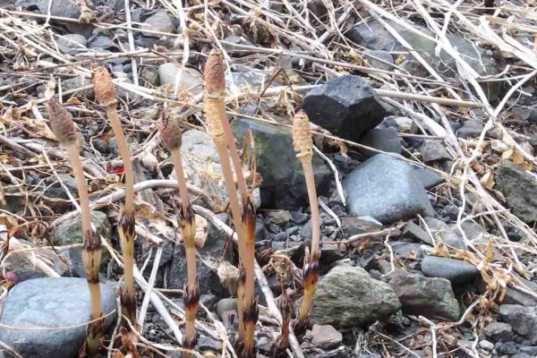山の花 里の花に心癒されて 19年02月