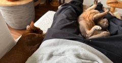 下半身を猫たちに占領される