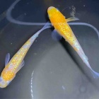 『メダカ・金魚入荷情報‼︎』の画像