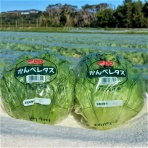 房総の不動産会社 エンゼル不動産房総店リゾート日記