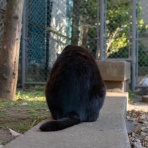 画像フォルダは猫ばかり