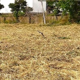 『草刈り・樹木の伐採作業事例　磐田市の依頼者様　その②』の画像