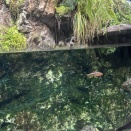 京都水族館３３