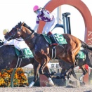 サンライズジパング有馬記念出走正式決定！鞍上は未定