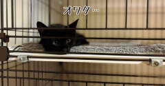 多分…捻挫かなぁ？しょんぼりシーマくん